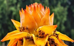 地涌金莲的养护注意（庄重地告诫不能随便养地涌金莲） ！