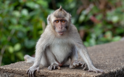 美国实验用猴又跑了:被指携带病毒 具有攻击性 !