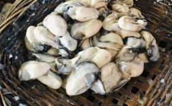 海蛎的营养价值及功效（海蛎的营养价值要了解一下） ！