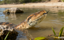 印度发现史前巨蛇化石： 长达15米 超过霸王龙 ！