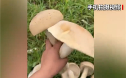 广西发现巨型蘑菇需4人才可抬起 医生：不建议食用 ！