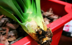 君子兰烂根的补救方法（介绍如何有效修复君子兰烂根问题） ！