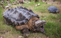 鳄龟是否属国家保护动物（鳄龟是国家保护动物吗） ！