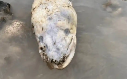 英国海边出现巨型海怪 居民称像外星生物：真相曝光 !