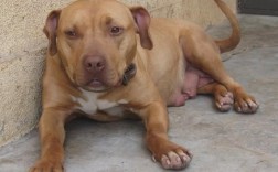 比特犬价格多少钱一只（比特犬的市场价格及购买情况） ！