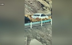 车主发现堵车源头竟是羊群 网友：今天不堵车倒是堵羊了 ！