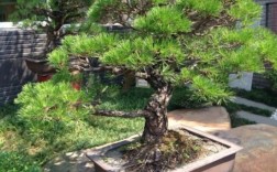 家里为什么不能养黑松（室内空气的环境会影响黑松的生长） ！