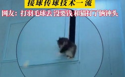 球馆流浪猫成专业技术陪练 网友：打羽毛球没要钱 和猫打了俩钟头 ！