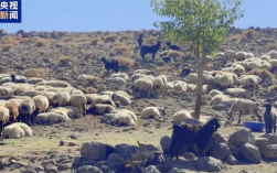 土耳其遭遇牧羊人危机 月薪最高3万但没有人愿意干 !