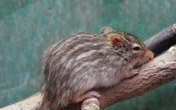 老鼠讨厌什么样的气味（了解老鼠对哪些气味感到讨厌） !