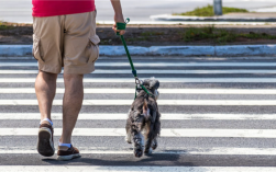 养狗人士注意了！“史上最严养犬令”正式实施 罚款翻倍伤人可拘留：律师解读 ！