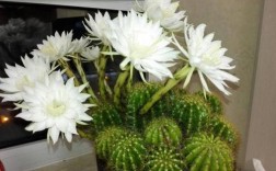 家中仙人球开了白花预兆（家中仙人球开出白花的预示） ！