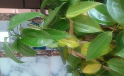 平安树叶子发黄干枯掉落怎么办 !