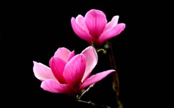 玉兰为啥不种庭院（为什么一般不适合在庭院种植玉兰树） ！