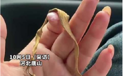 收花生找到姥姥丢了12年的金镯子 ！网友：今年这花生老值钱了！