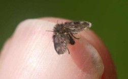 家中小飞虫增多（家里突然多了很多小飞虫怎么办） ！