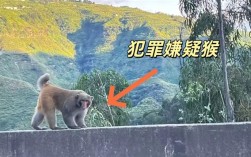 男子路边停车休息遭野猴入车袭击：被动物抓伤需做好“三防” !