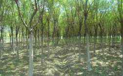 国树是什么（揭示我国的国树是什么树种） ！