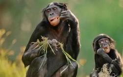 近亲繁殖的危害（近亲繁殖对血缘的影响和可能引发的问题） ！