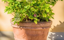 花盆1加仑等于多少升（将花盆容量从加仑转换为升的换算） ！