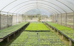 蔬菜种植大棚一亩利润分析（大棚蔬菜种植一亩的利润） ！