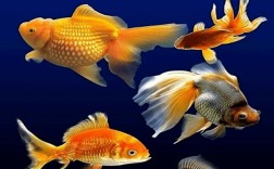 为什么养五条鱼不好（养殖五条鱼为什么不理想） ！