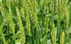小麦扬花期能打农药吗（小麦扬花期是否适合施用农药） !