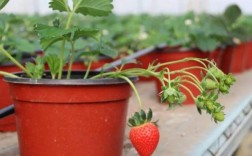 家种草莓用什么当肥料（在家种植草莓时合适的肥料选择） ！