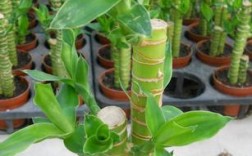 富贵竹长得太高了怎么办（如何控制富贵竹过高生长的方法） ！