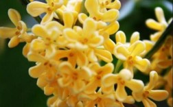 四季桂花养殖技巧与注意（提供四季桂花的养殖技巧和注意事项） ！