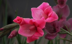 唐菖蒲最佳种球种植时间（指导唐菖蒲种球的最佳种植时间） ！