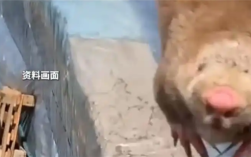 夫妻抓住偷柑橘的竹鼠烤来吃确诊肺炎 医生：这种菌太危险 ！