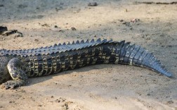 鳄鱼尾巴的作用有哪些（鳄鱼尾巴的功能和用途） ！