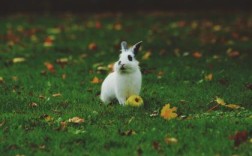 并日而食指是打代表什么生肖|猜解一最佳生肖|正确词语释义解析