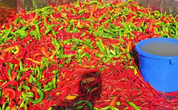 鱼塘用辣椒喂鱼 塘主：鱼会更漂亮口感更好 !