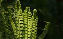 蕨类植物的主要特征（蕨类植物的形态等特点概述） ！