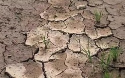 土壤板结解决方法（快速解决土壤板结的技巧） ！