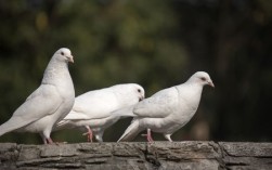 鸽子公母如何准确判别（教你如何准确判断鸽子的公母）！