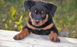 罗威纳幼犬价格及市场（罗威纳犬幼犬的价格和市场情况）!