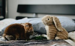 乔装打扮代表指是什么生肖,词语解释落实