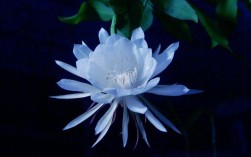 昙花一现只为韦陀的意思（昙花为什么又叫韦驮花呢） ！