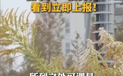 生活中看到这种黄色小花立即上报：系外来入侵物种 ！