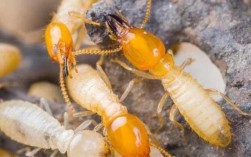 白蚁是否有毒（探讨白蚁是否具有毒性对人体的影响） ！