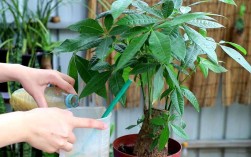 发财树的养殖与浇水技巧（掌握发财树的种植养护方法和适当浇水的技巧） ！