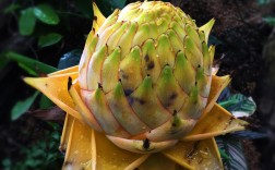 地涌金莲养殖与注意事项（地涌金莲的培育方法及注意事项） ！