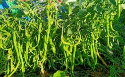 辣椒专用复合肥的最佳使用方法（最佳辣椒专用复合肥使用方法） ！