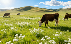 为打赏女主播当榜一大哥 男子盗卖邻居家10头牛 ！