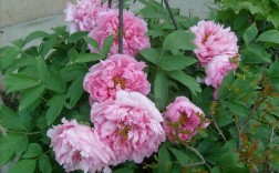 牡丹花介绍（对牡丹花进行简要介绍） ！