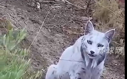 西班牙摄影师拍下罕见白化伊比利亚猞猁：像神话中走出的“神兽” ！