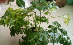 幸福树叶子脱落处理（幸福树叶子掉落后应该如何处理） ！